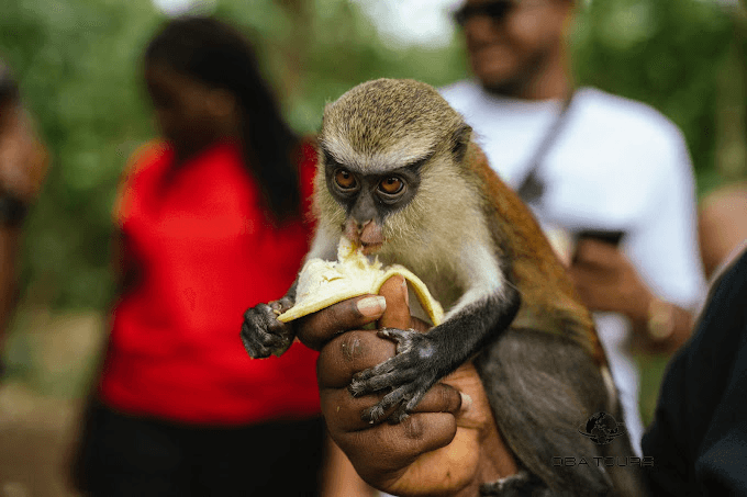 Tafi Atome Monkey Sanctuary